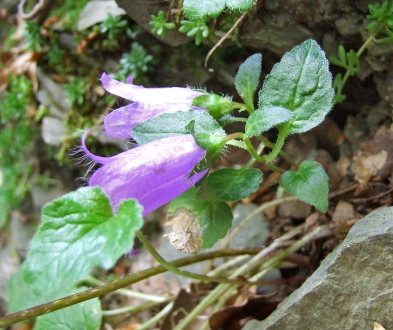 Campanula trachelium / Campanula selvatica
