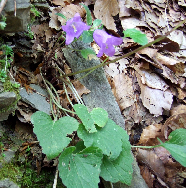Campanula trachelium / Campanula selvatica