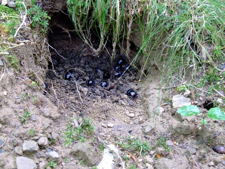 resti di coleotteri