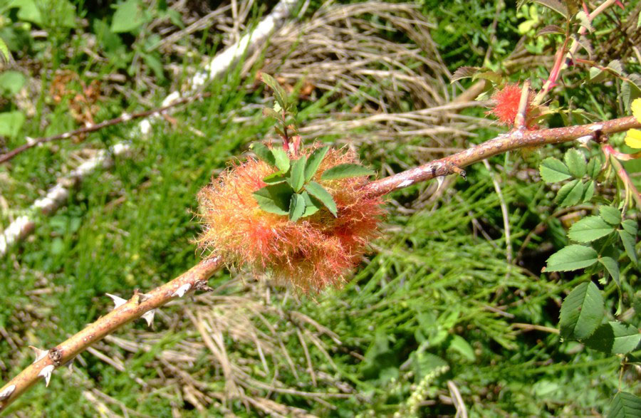 Quercia da identificare con ospite:  Andricus caputmedusae