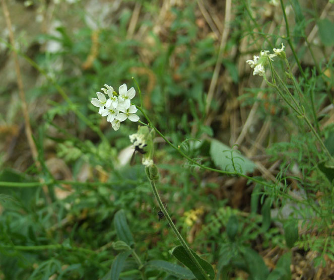Murbeckiella zanonii /  Erba cornacchia di Zanoni