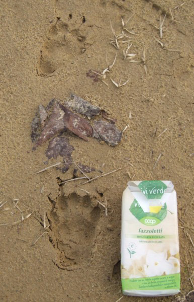 orme di... istrice?Tasso