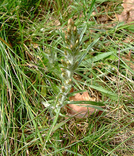 scomparse -  Gnaphalium sp.