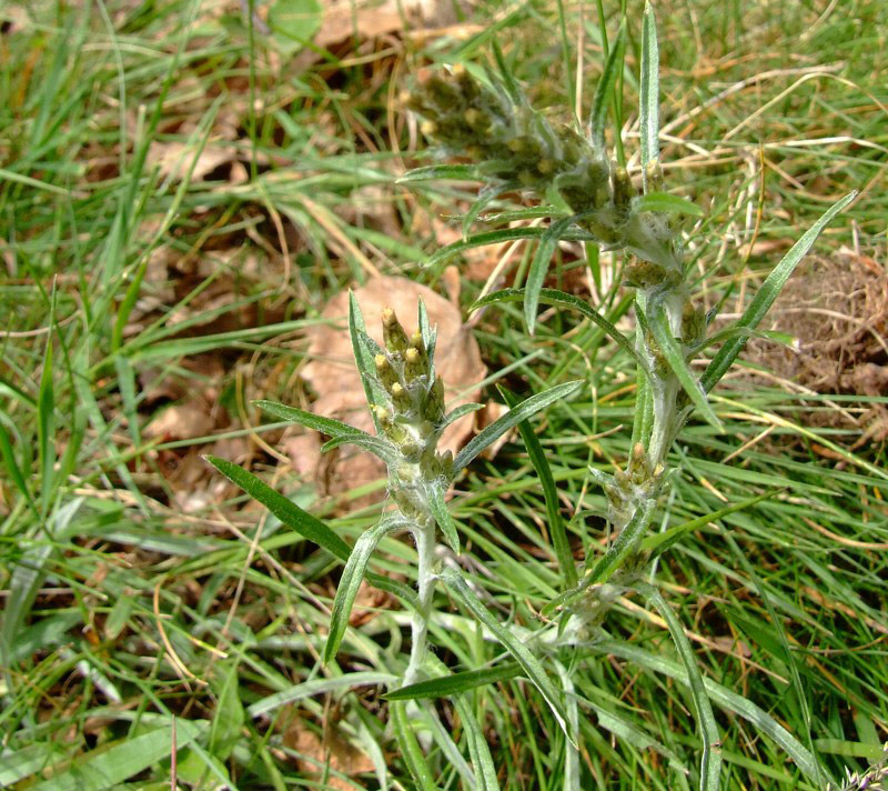 scomparse -  Gnaphalium sp.