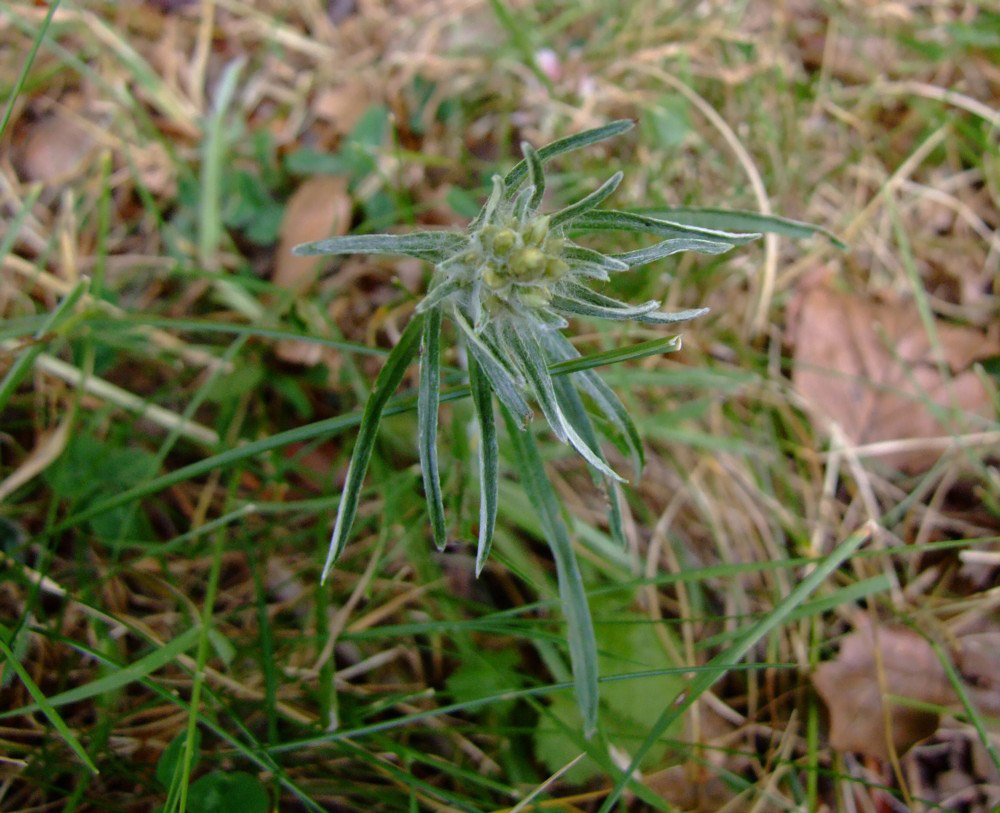 scomparse -  Gnaphalium sp.