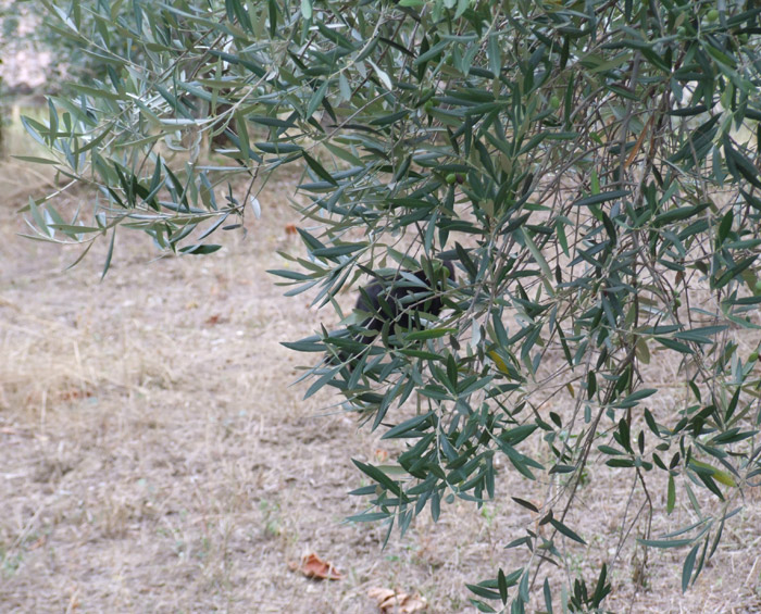 Pantera nera nel Chianti: ci risiamo!