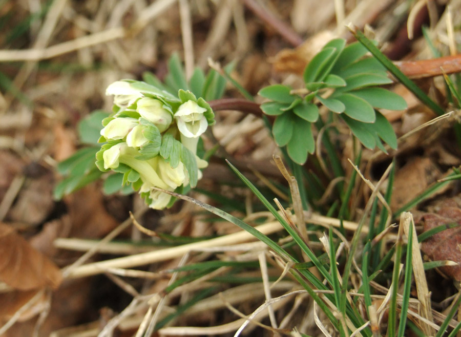 Corydalis pumila / Colombina minore