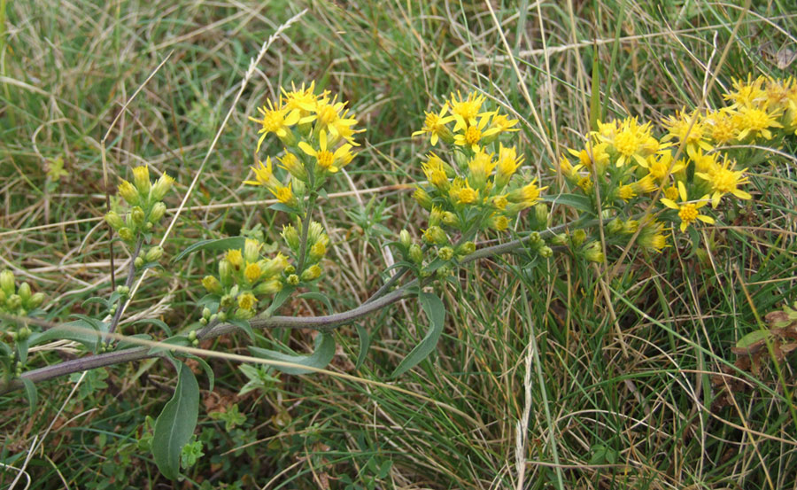 Solidago virgaurea / Verga d''oro comune