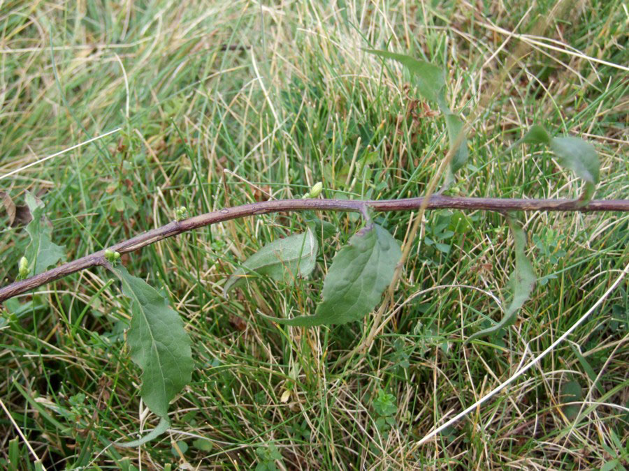 Solidago virgaurea / Verga d''oro comune