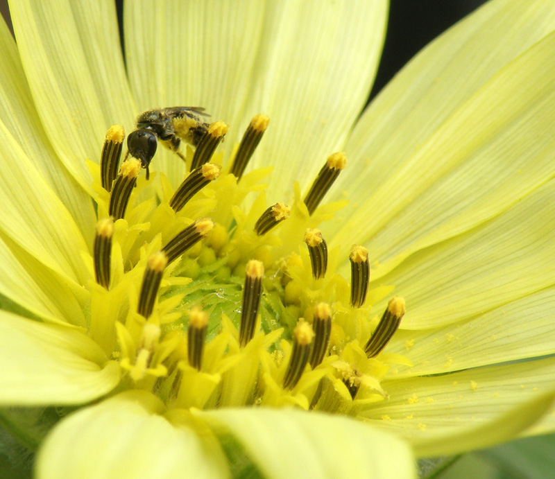 Lasioglossum sp.