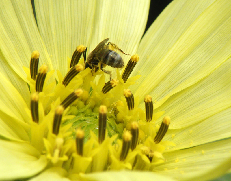 Lasioglossum sp.