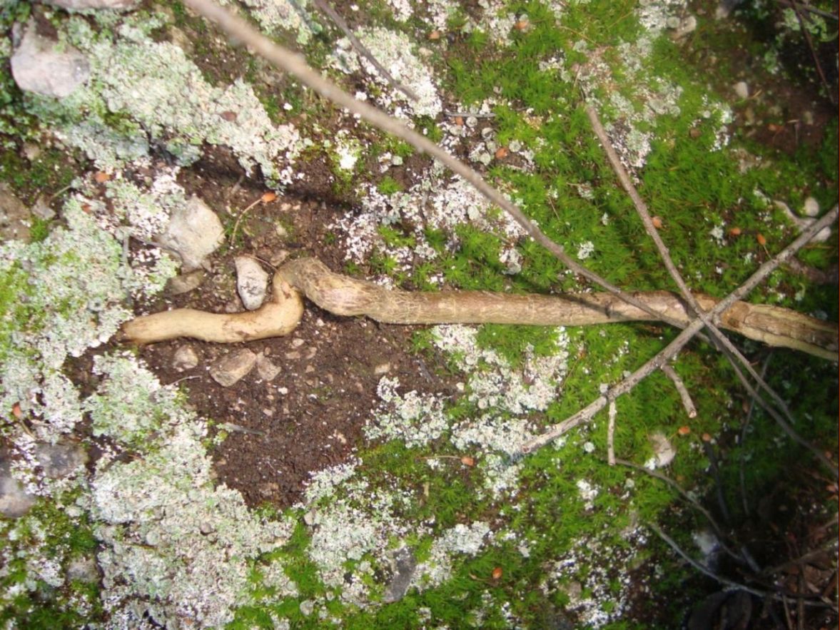 Silene cfr. fruticosa
