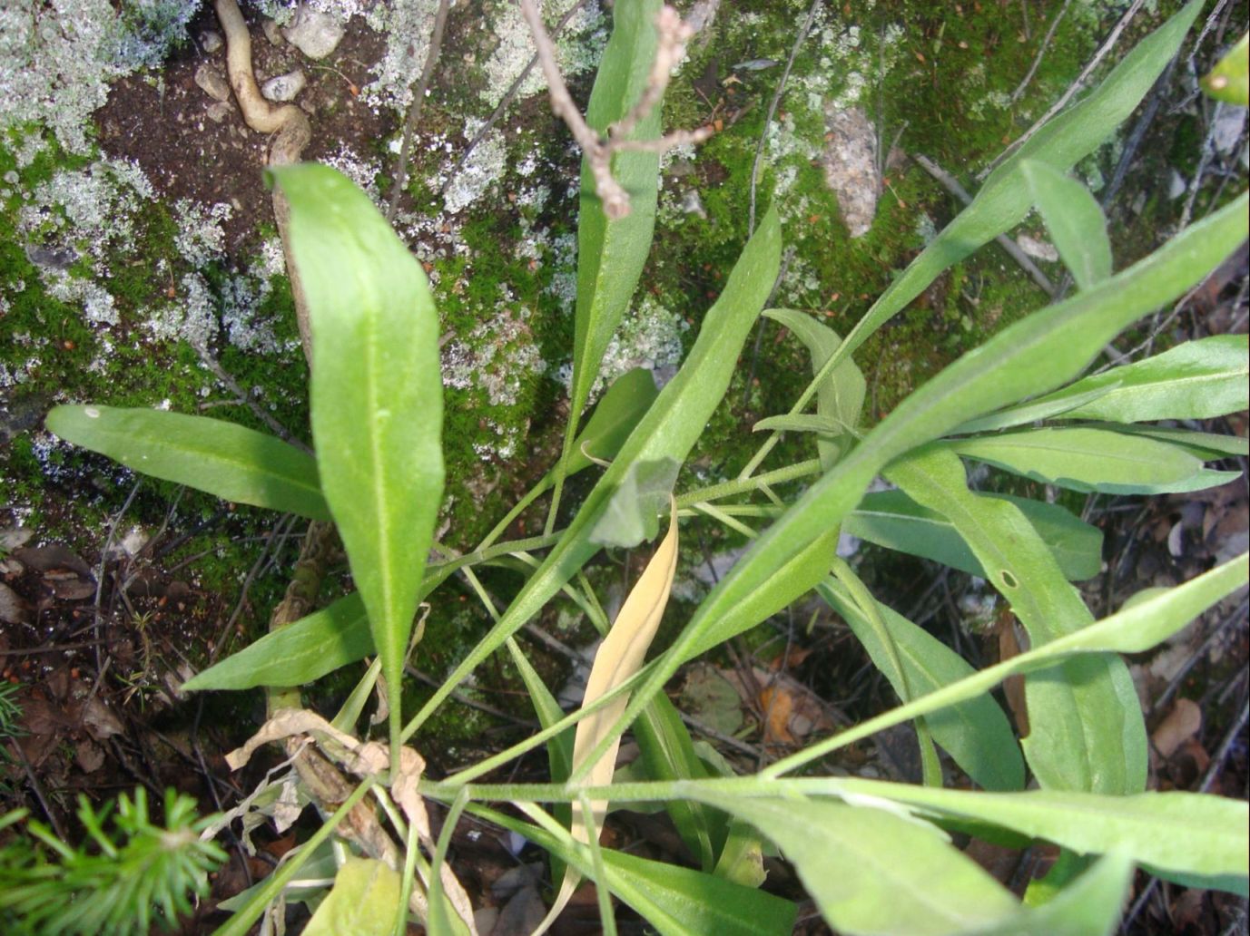 Silene cfr. fruticosa