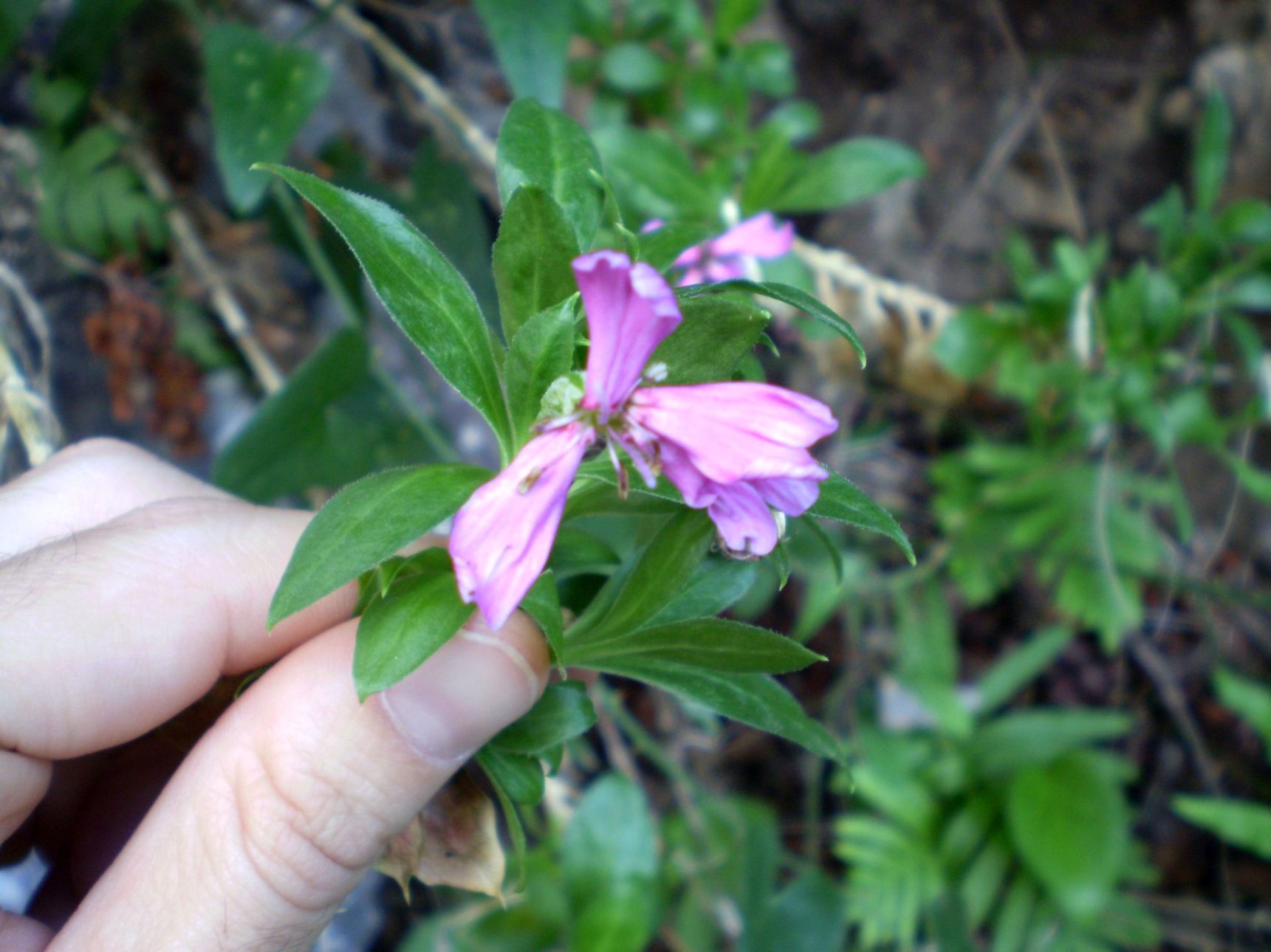 Silene cfr. fruticosa