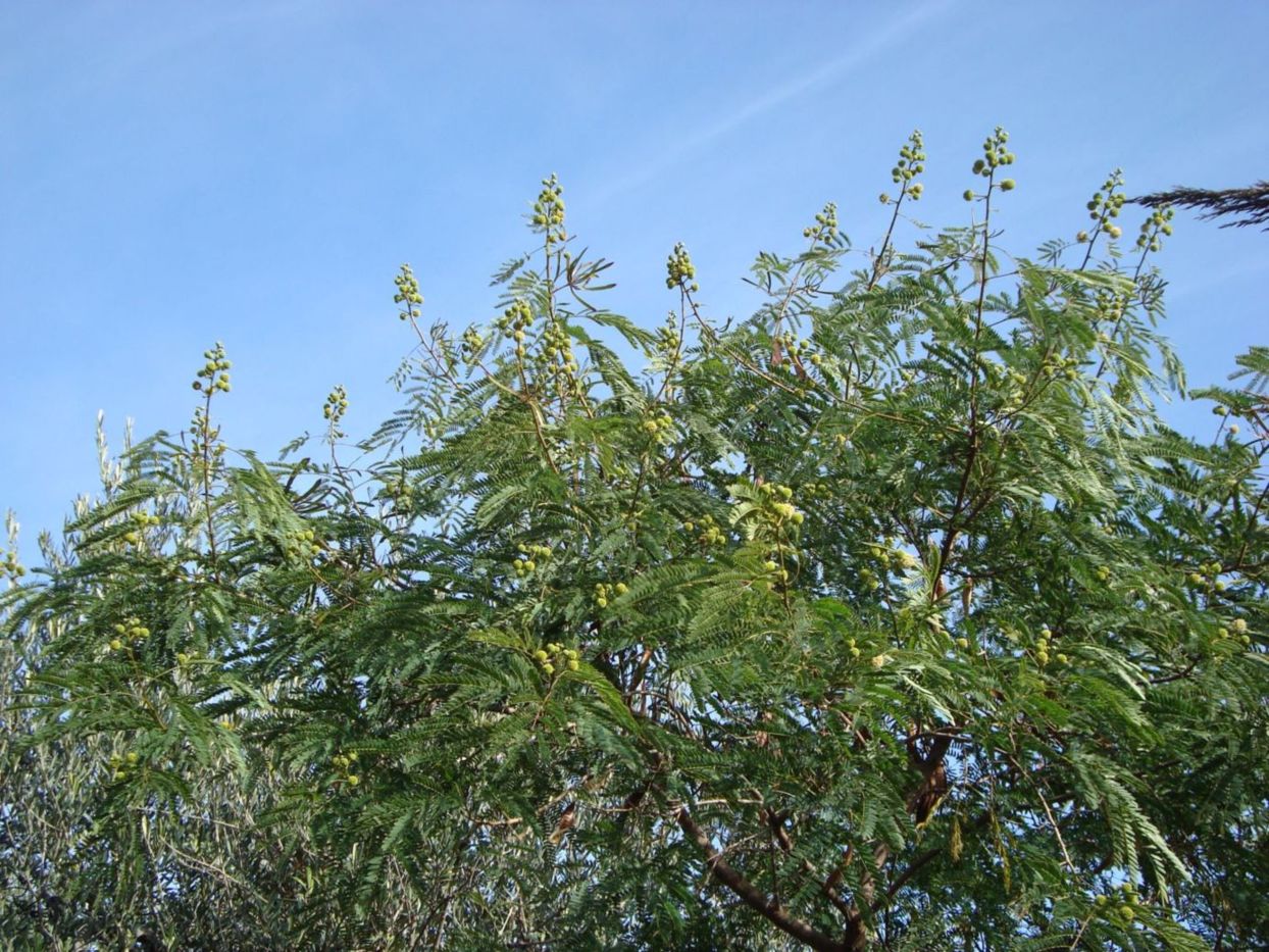 Leucaena leucocephala ?