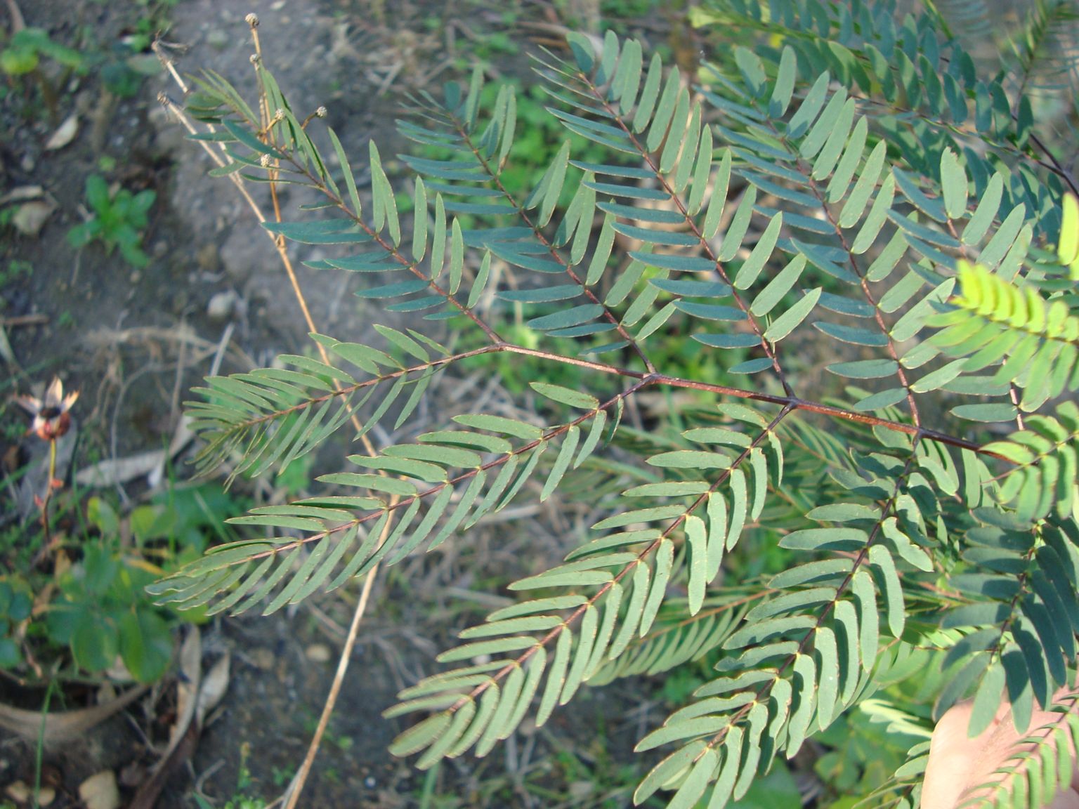 Leucaena leucocephala ?