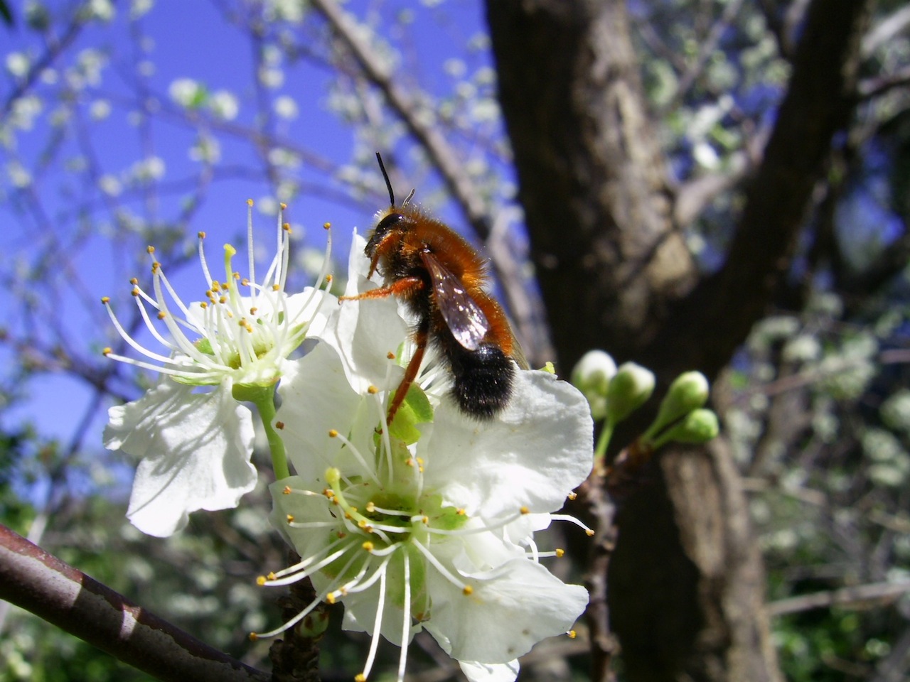 Chalicodoma sicula