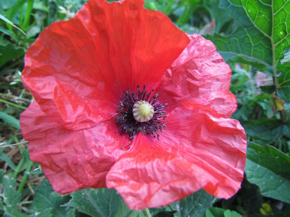 Papaver setigerum
