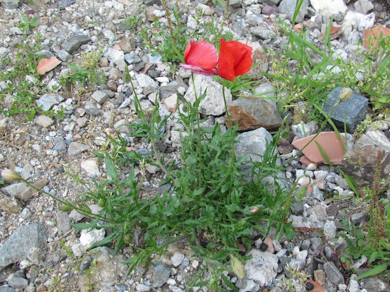 Papaver setigerum