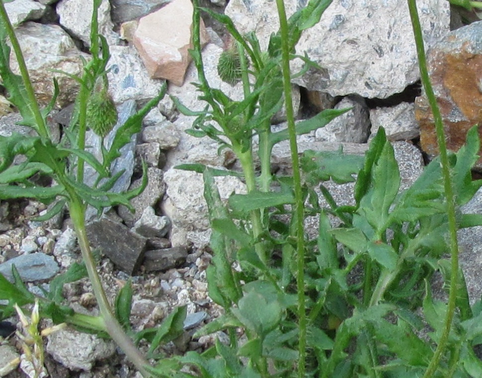 Papaver setigerum