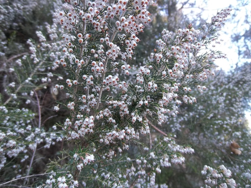Erica arborea