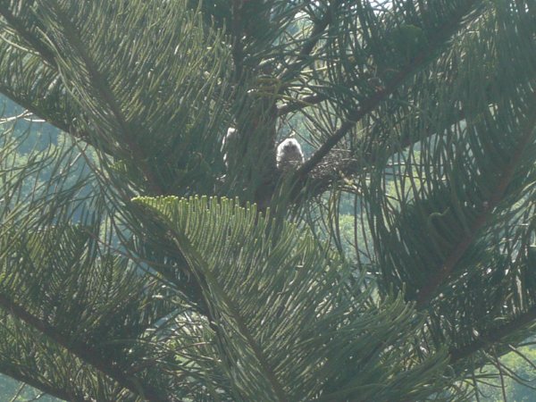 Gufi (?) nel giardino