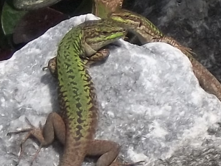 Podarcis sicula campestris?