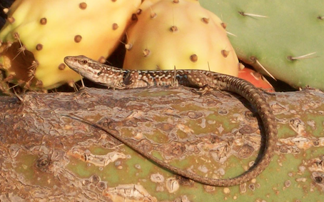 Podarcis sicula campestris?