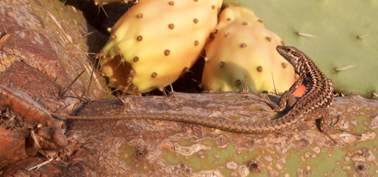 Podarcis sicula campestris?