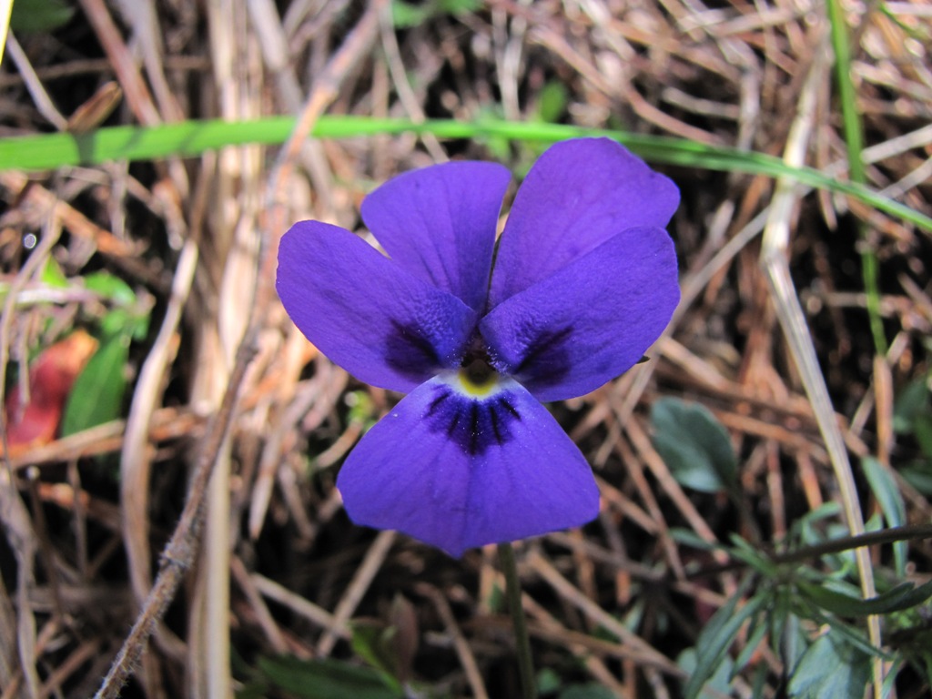 Viola corsica subsp. limbarae / Viola del Limbara