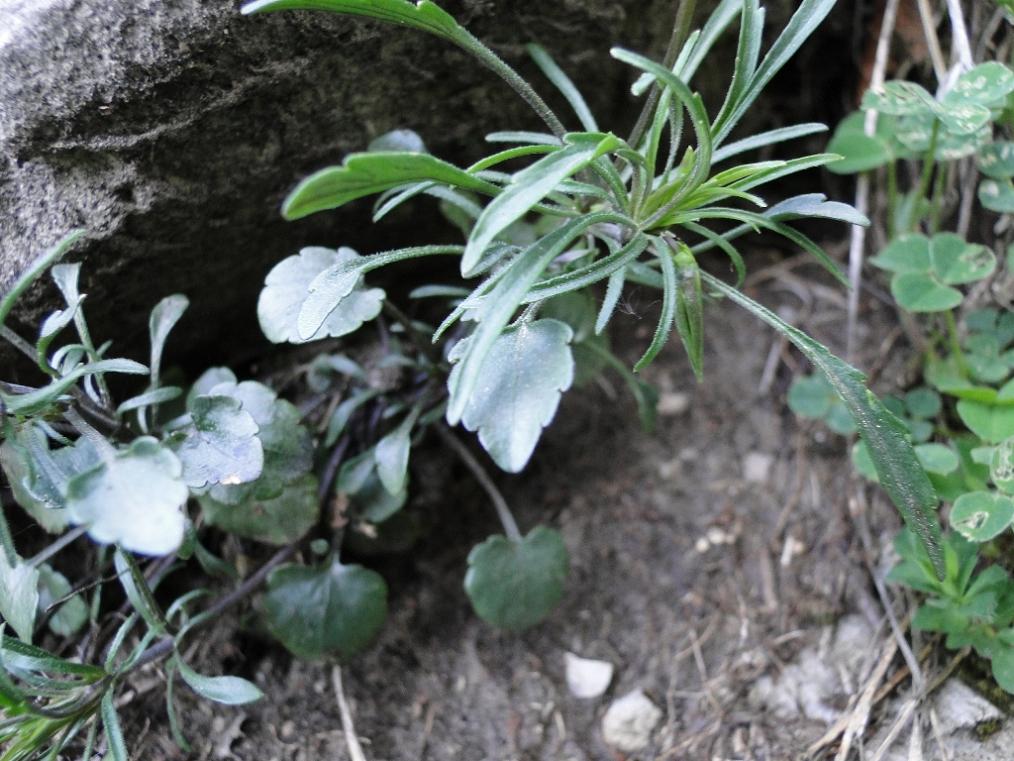 Viola corsica subsp. limbarae / Viola del Limbara