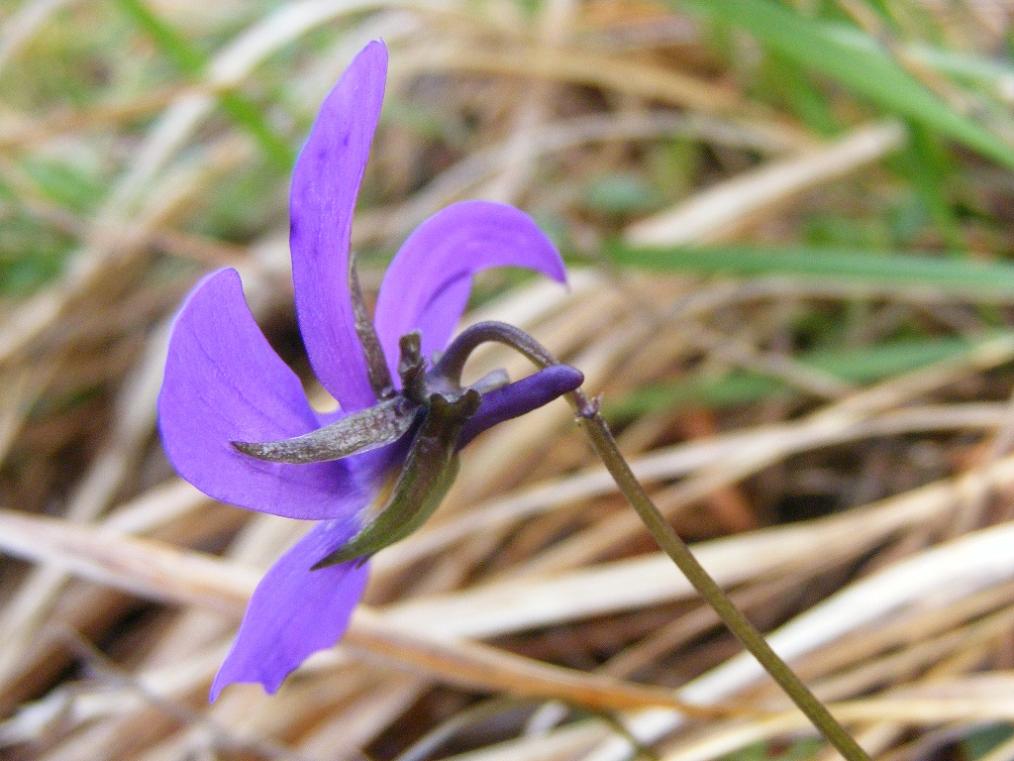 Viola corsica subsp. limbarae / Viola del Limbara