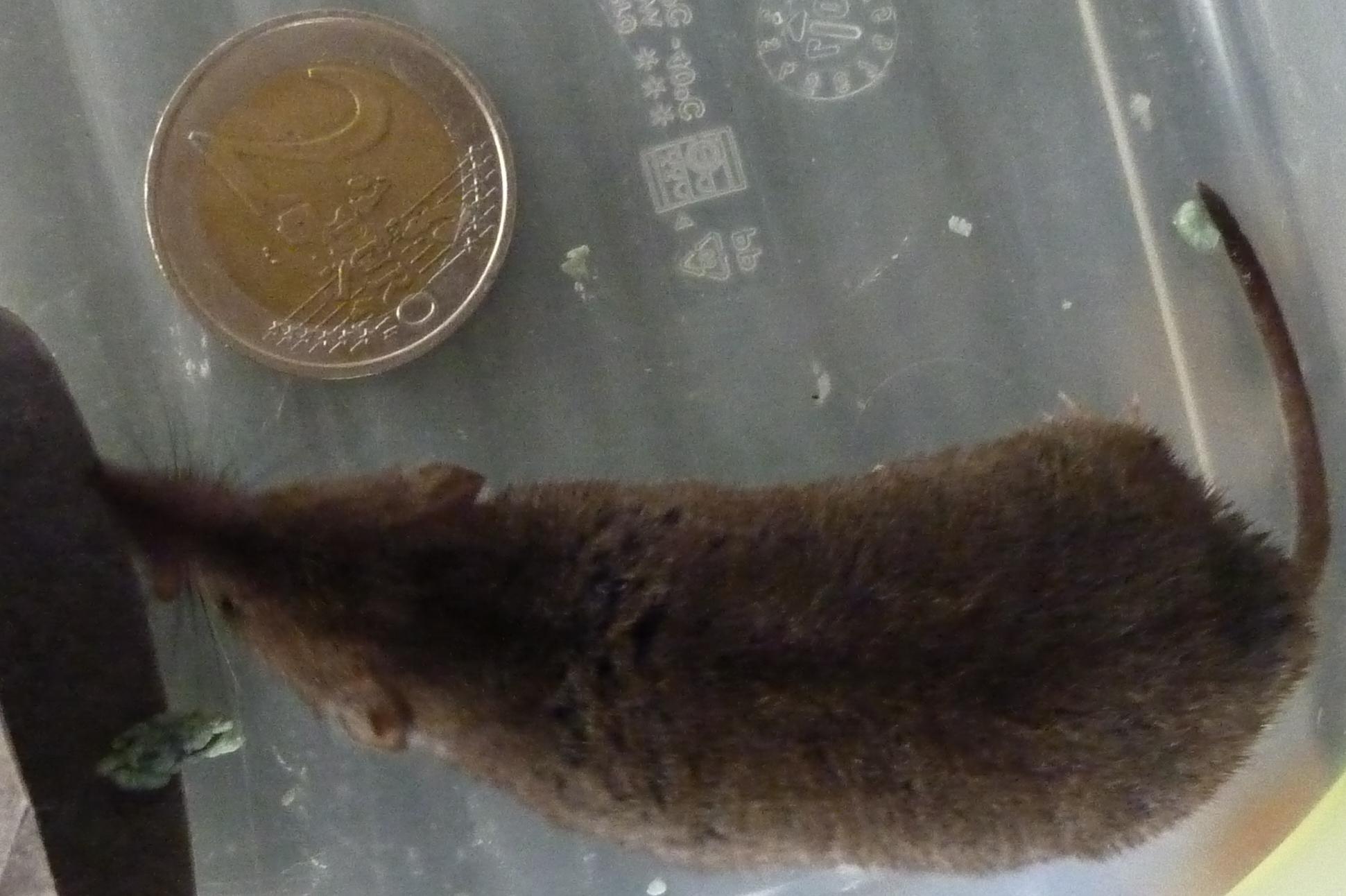 toporagno - Crocidura sp.