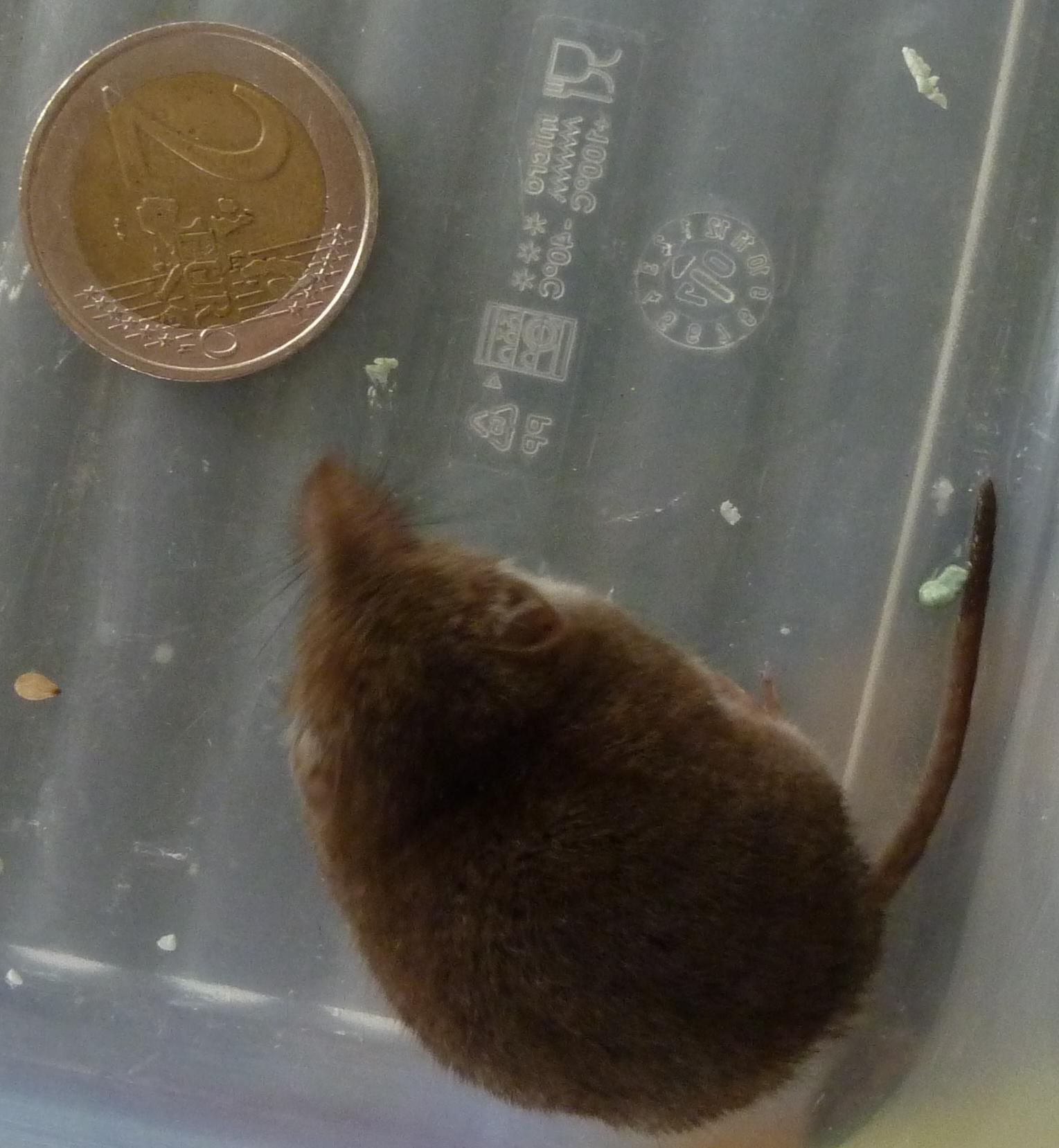 toporagno - Crocidura sp.