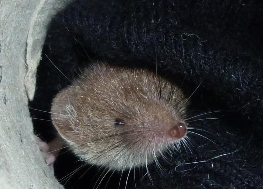toporagno - Crocidura sp.