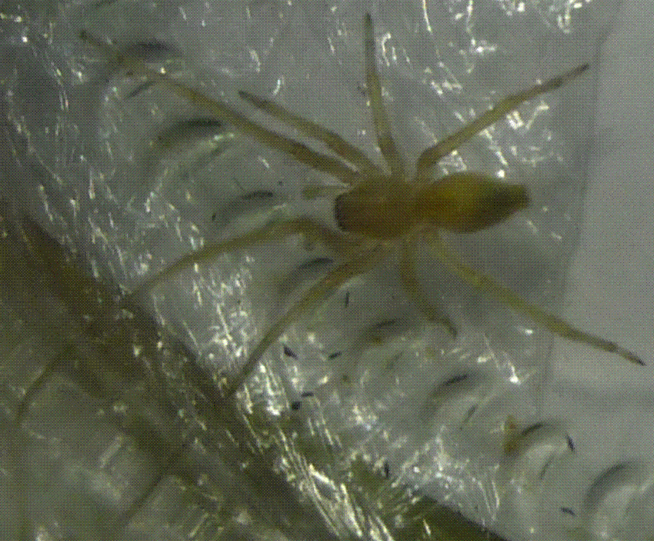 Cheiracanthium mildei