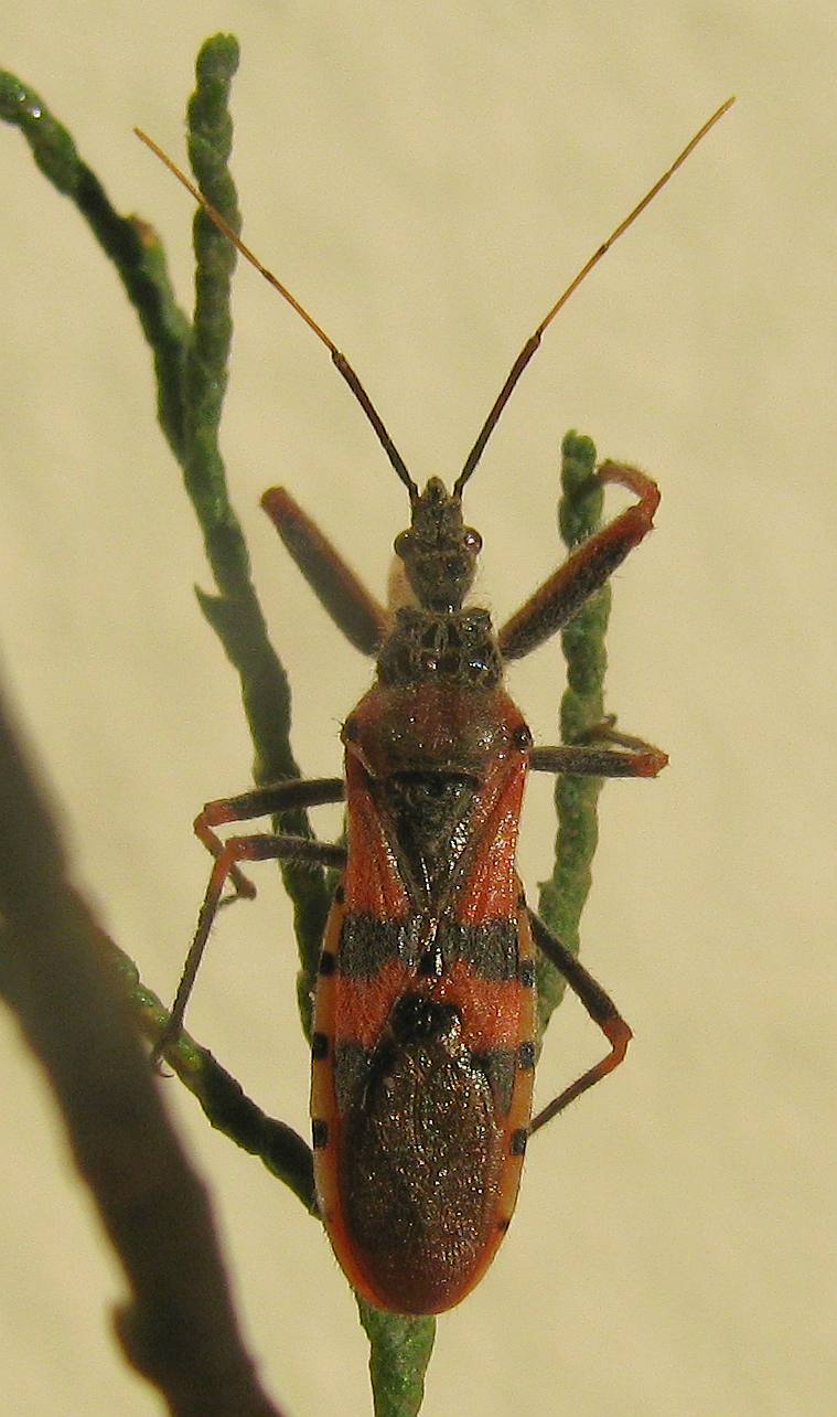 Reduviid bug from Aegean coast: Callistodema fasciata