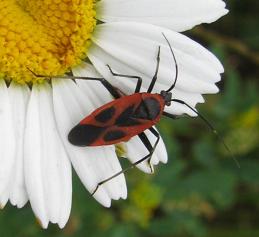 Miridae: Calocoris nemoralis f. confluens, di Turchia