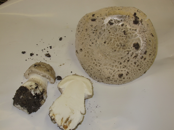 Fungo da determinare