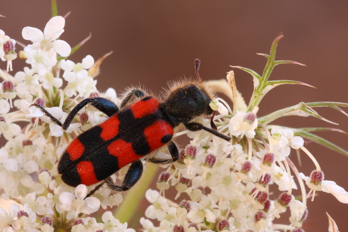 Cleridae...Trichodes?Conferma ID