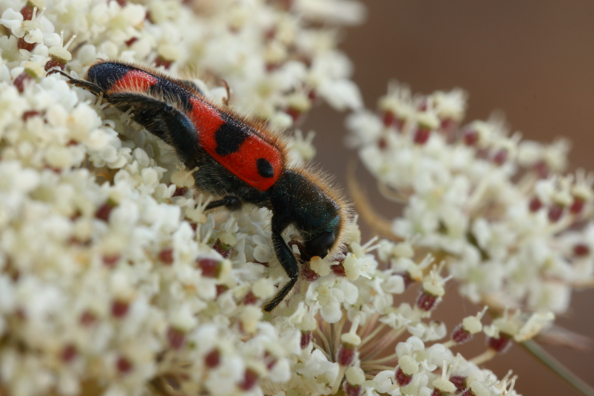 Cleridae...Trichodes?Conferma ID