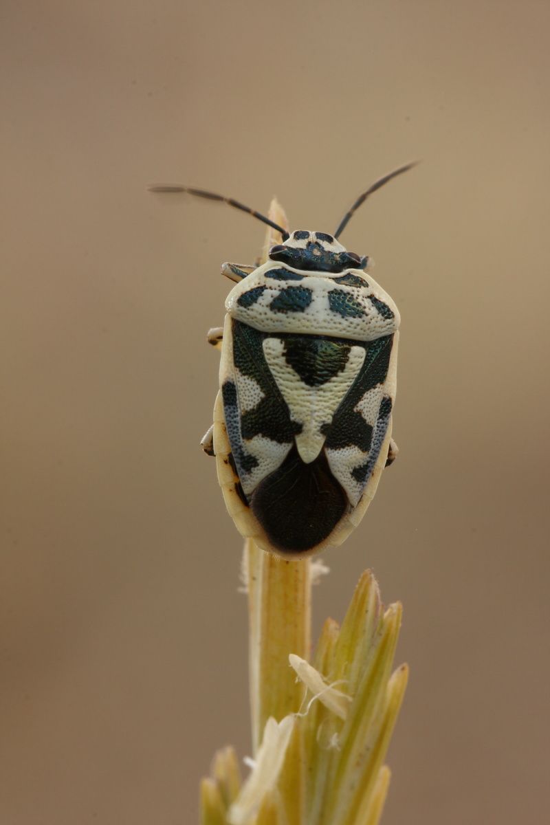 Pentatomidae: Eurydema ornata della Puglia