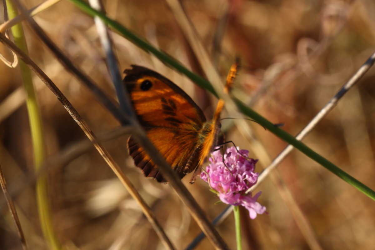 Pyronia cecilia...conferma ID