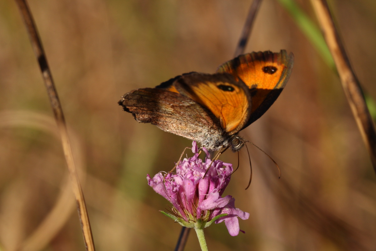 Pyronia cecilia...conferma ID