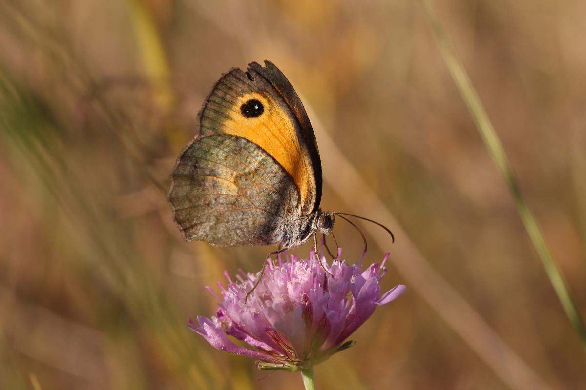 Pyronia cecilia...conferma ID