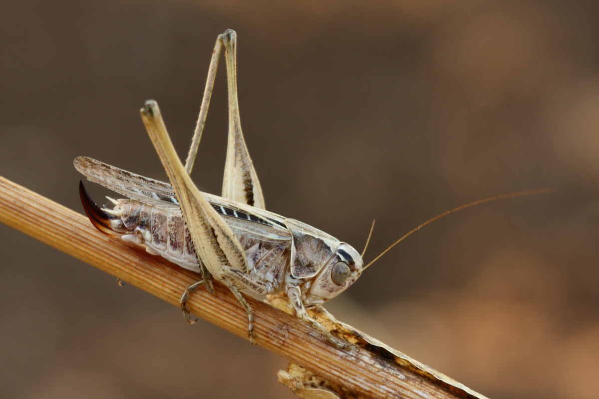 Tettigoniidae: Tessellana tessellata