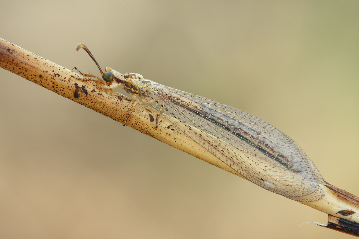 femmina di Macronemurus appendiculatus