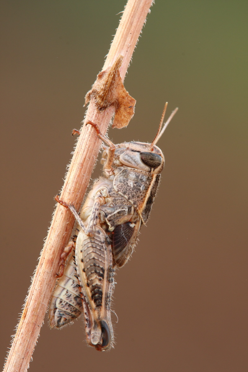 Cavallette da identificare