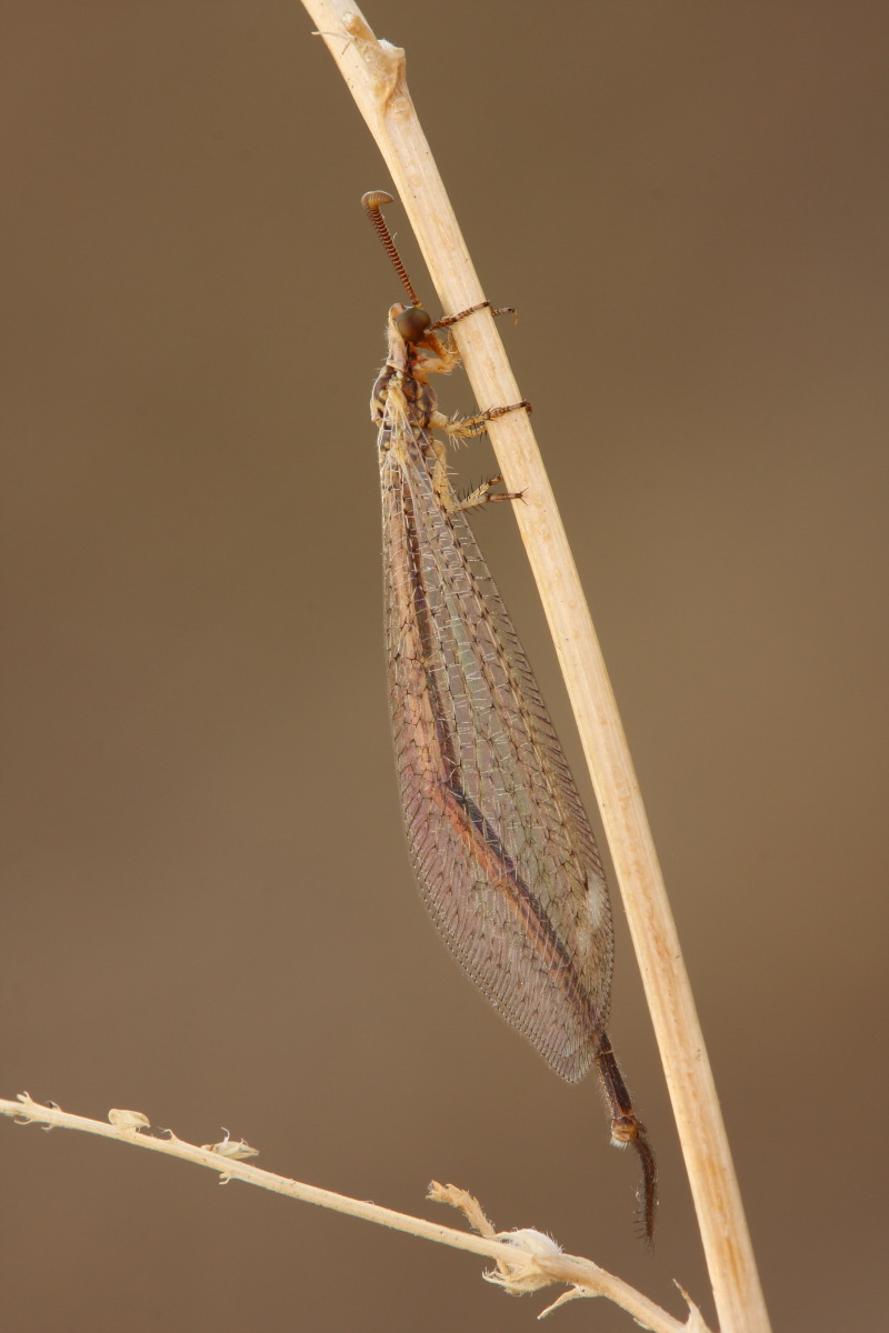 Macronemurus appendiculatus maschio?