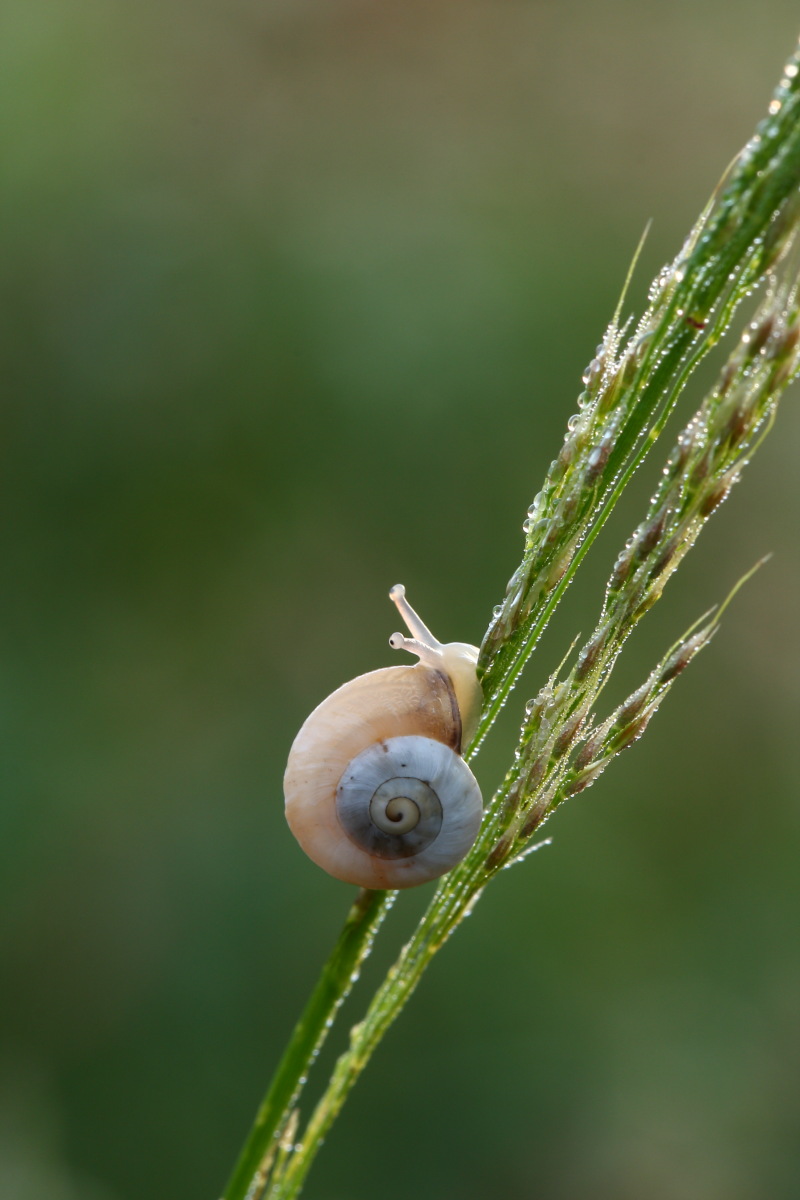 da identificare